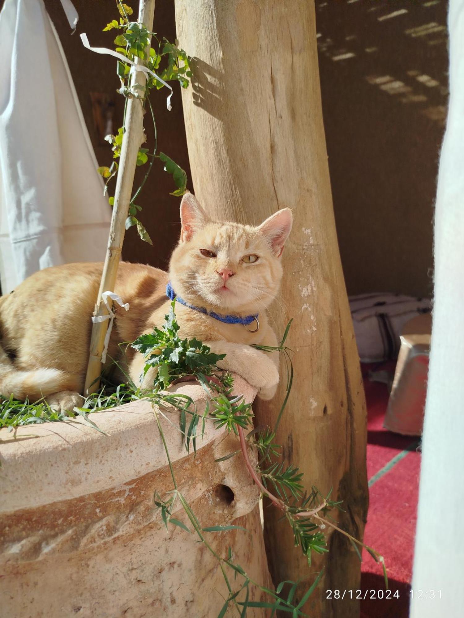 Bed and Breakfast Dar Nomads M'Hamid Esterno foto