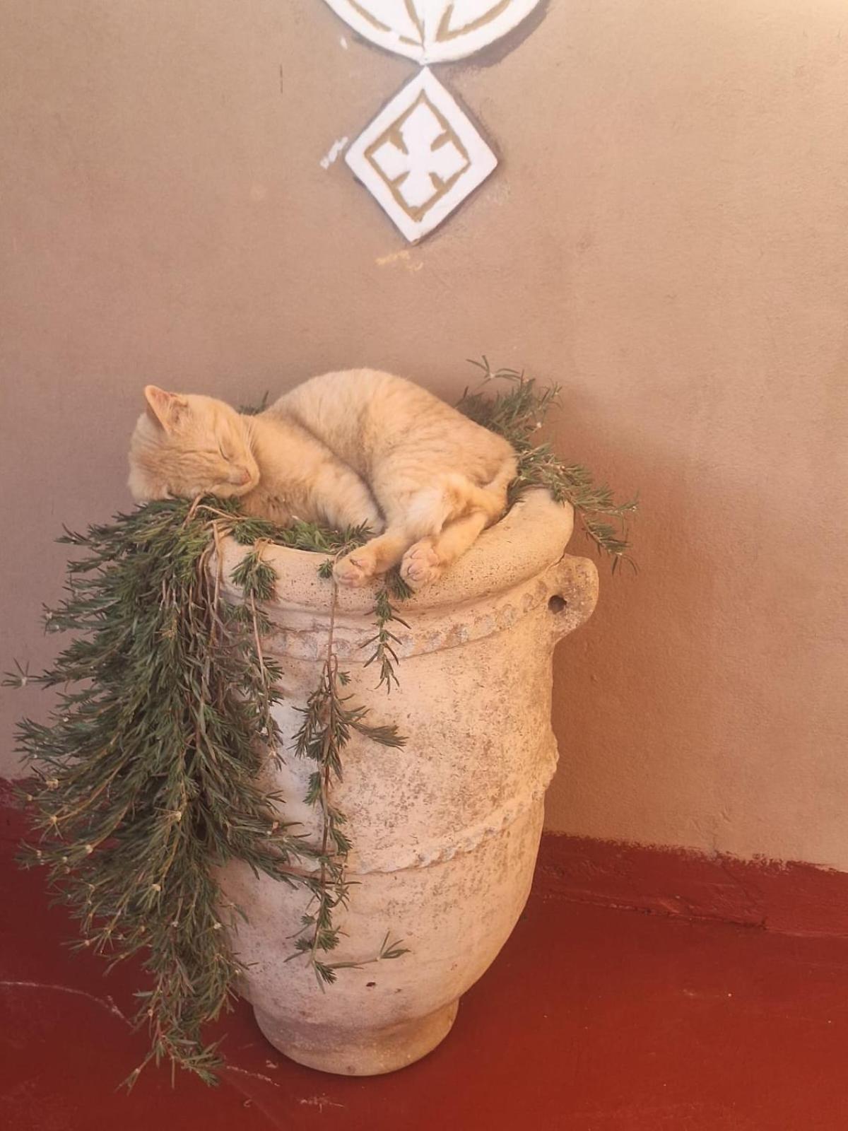 Bed and Breakfast Dar Nomads M'Hamid Esterno foto